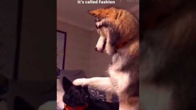 'It\'s called Fashion. 