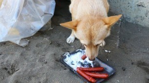 'Giving Food to Homeless Mother Dog with four newborn Puppies'