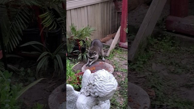 'Racoon steals cat food'