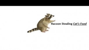'Racoon Thief stealing cat\'s food'