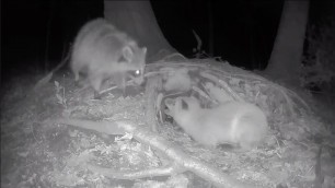 'Racoon Fox Cub Fight Racoon Steals Food Plainfiel NJ 4-22'