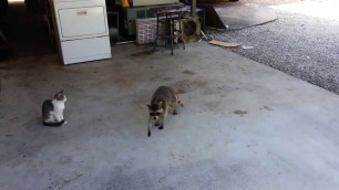 'Animal stealing food: Racoon Style'