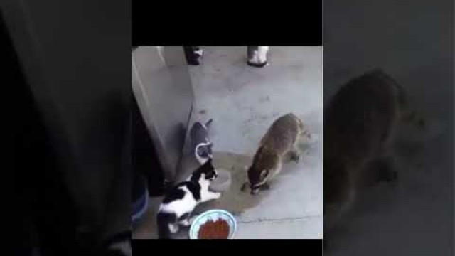 'Racoon stealing cat food #shorts'