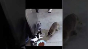 'Racoon stealing cat food #shorts'