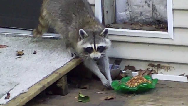 'Paranoid Racoon - Stealing From the Cat'