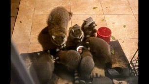 'Racoon Babies Steal Food From Cats'