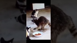 'racoon stealing cats food# shorts'