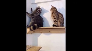 'Dumb Racoon Steals From Cat'