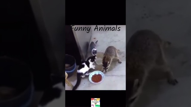 'Racoon steals cat food!  