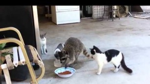 'Racoon Burglar Steals Food. LOL HILARIOUS'