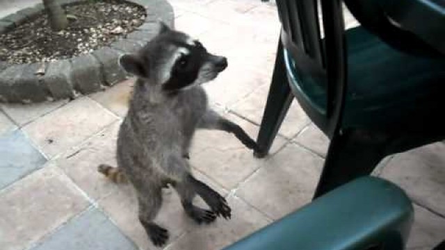 'racoon stealing my cigarettes'