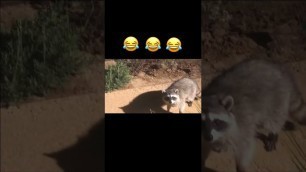 'Racoon Funny Video | #shorts'