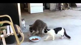 'cheeky racoon stealing cats food'