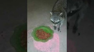 'racoon friend stealing cat food... again'