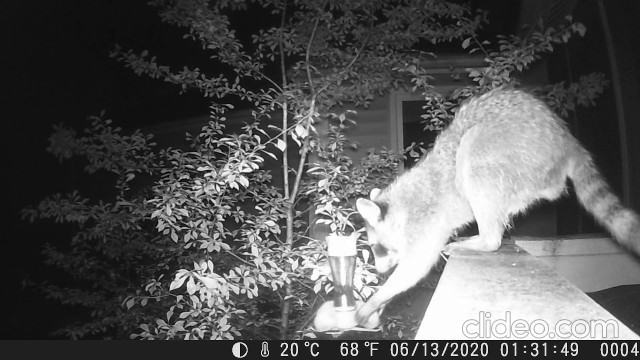 'Racoon stealing hummingbird food'