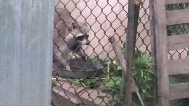 'Racoon stealing dog food'