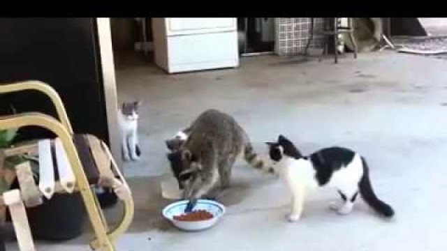 'Sneaky racoon stealing cats food'