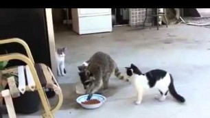 'Sneaky racoon stealing cats food'