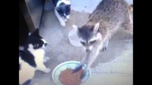 'VINES 2013  - Racoon steals food from Cats'