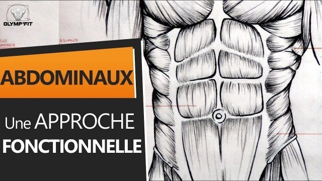 'Abdominaux : Anatomie et Entraînement, une approche fonctionnelle'