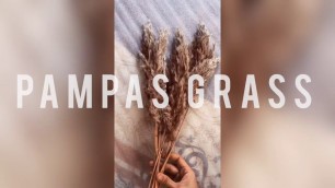 '#1 Make your pampas grass super fluffy | DIY | HOME DECOR | BOHO | SCANDINAVIAN'