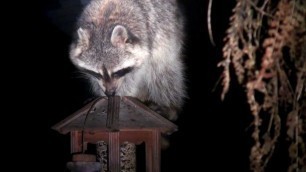 'Racoon steals food from bird feeded at night'