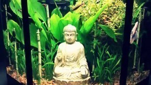 'Betta Tank Setup - The Hidden Bamboo Garden & White Half Moon Betta Fish'