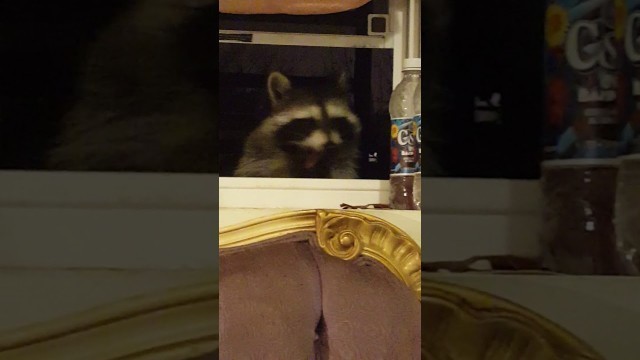 'Racoon steals food from window'