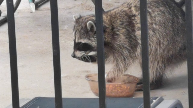 'Bandit the racoon stealing cat food.'