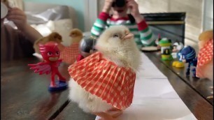 'Kids Dress Chickens in Cupcake Liners and Organize Fashion Show For Them - 1313715'