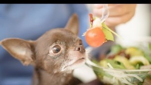 'Homemade Dog Food for Chihuahua'