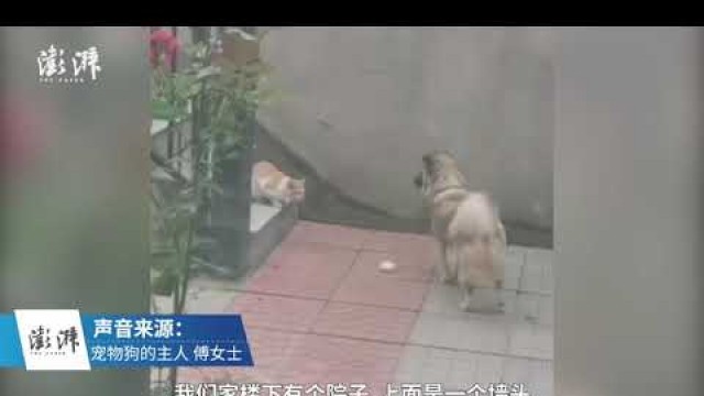 'Kind dog gives meat bun to homeless cat, waits and watches it take the bun away'