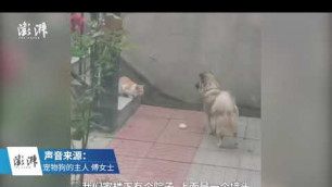 'Kind dog gives meat bun to homeless cat, waits and watches it take the bun away'