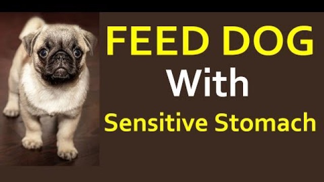 'How To Feed Dog With Sensitive Stomach - Dog Food For Sensitive Stomachs And Allergies'