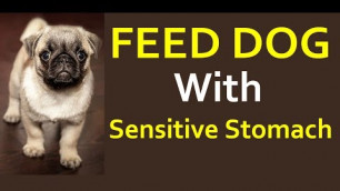 'How To Feed Dog With Sensitive Stomach - Dog Food For Sensitive Stomachs And Allergies'