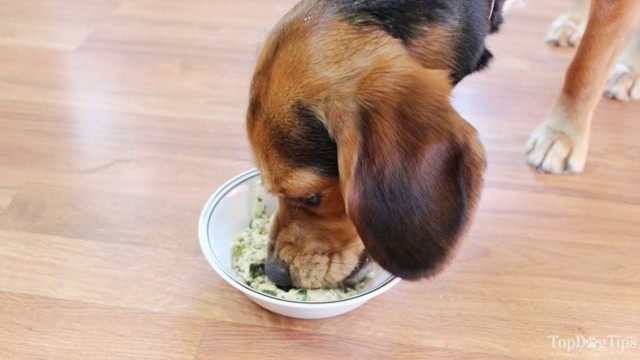 'How to Switch Dog Food Gradually (To Avoid Stomach Upset)'