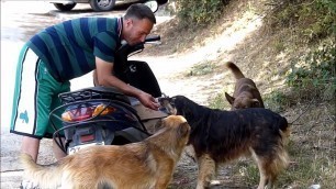 'Man Brings Meals to Homeless Animals by Motorbike'