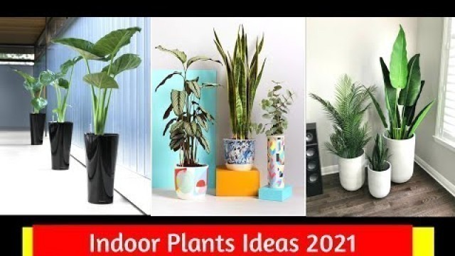 'Best 50+ Modern Indoor Plants Decor Ideas for Interior Design 2021 @Interior Indori'