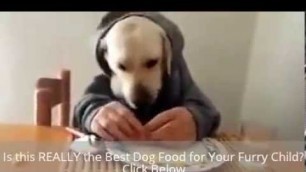 'Best Dog Food - Find the Best Dog Food Solution Here'