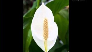 'Peace Lily Plant | Decorating Idea With House Plants Picture Collection'