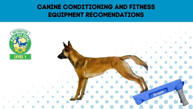 'AKC FIT DOG| Dog Training Equipment Recommendations for Canine Fitness and Body Awareness Exercises'