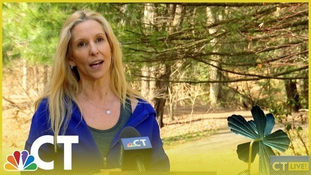 'Yoga Be Fit-Fitness with Susan Rubenstein and CT LIVE! | NBC Connecticut'