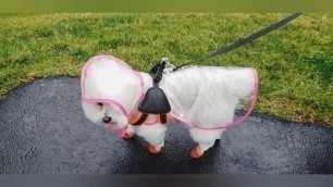 'Bella’s wet gear fashion show! | Dog’s rain coat, umbrella, booties fashion | Dog rainboots'