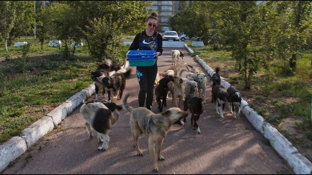 'Giving Food and Water to Hungry Stray Dogs'