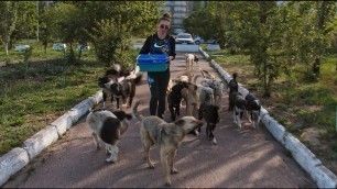 'Giving Food and Water to Hungry Stray Dogs'