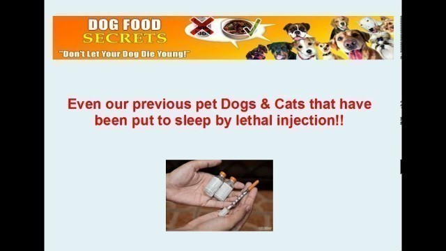 'Dog Food For Sensitive Stomachs And Allergies'