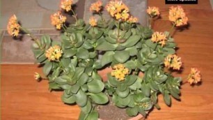 'Jade Plant | Decorating Idea With House Plants Picture Collection'