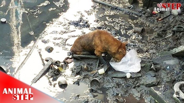 'Rescue Homeless Dog who Dragged His Own in Mud Looking for Food'