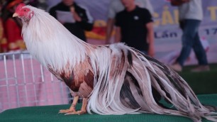 'Top 10 Best Beautiful Rooster Chickens In Chicken Show - Rare Rooster Show Compilation 2020'