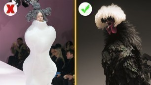 'Cute Chickens Conquer The Fashion World'